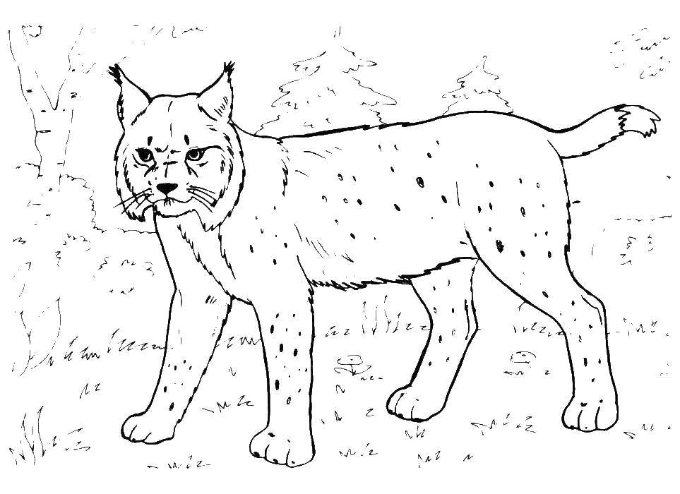 Coloring Lynx. Category wild animals. Tags:  Animals, lynx.