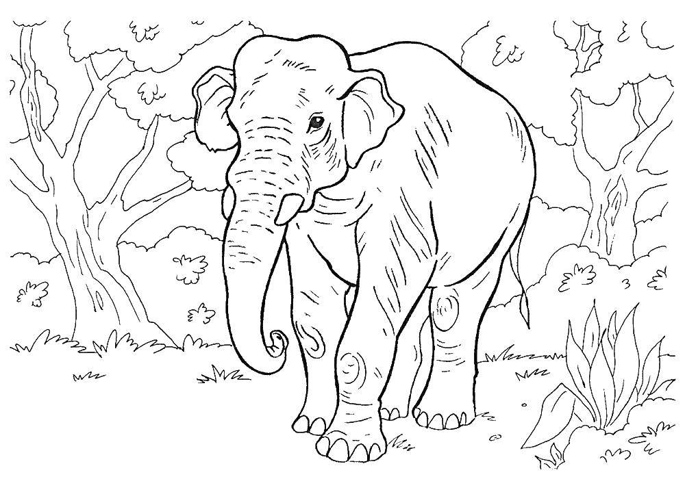 Coloring Elephant. Category wild animals. Tags:  Elephant.