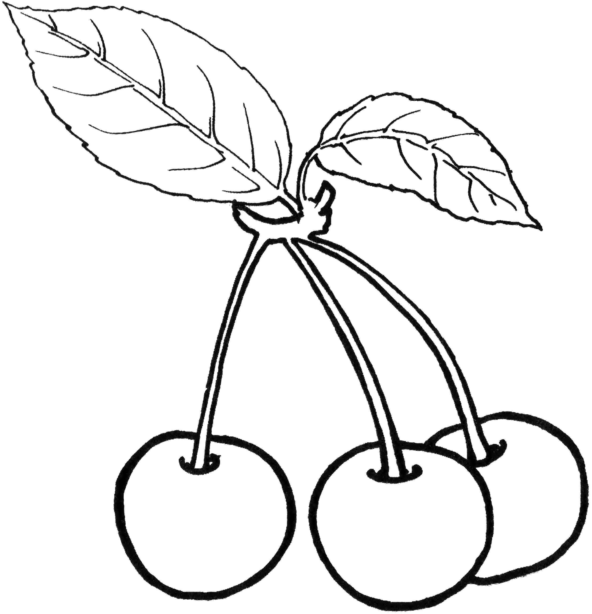 Coloring Three cherries and leaf. Category berry. Tags:  Berries, cherry.