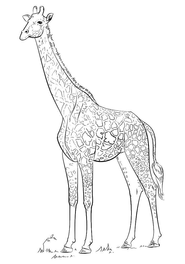 Coloring Giraffe. Category wild animals. Tags:  giraffe.