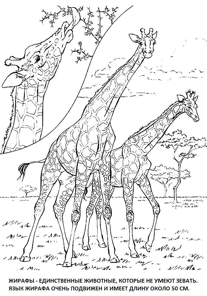 Coloring Giraffes. Category wild animals. Tags:  Giraffe.