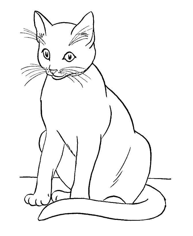 Название: Раскраска Изящный кот. Категория: котики. Теги: Животные, котёнок.