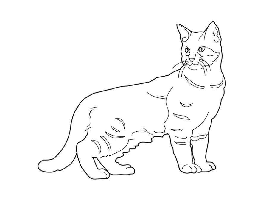 Название: Раскраска Красивая кошка. Категория: котики. Теги: Животные, котёнок.