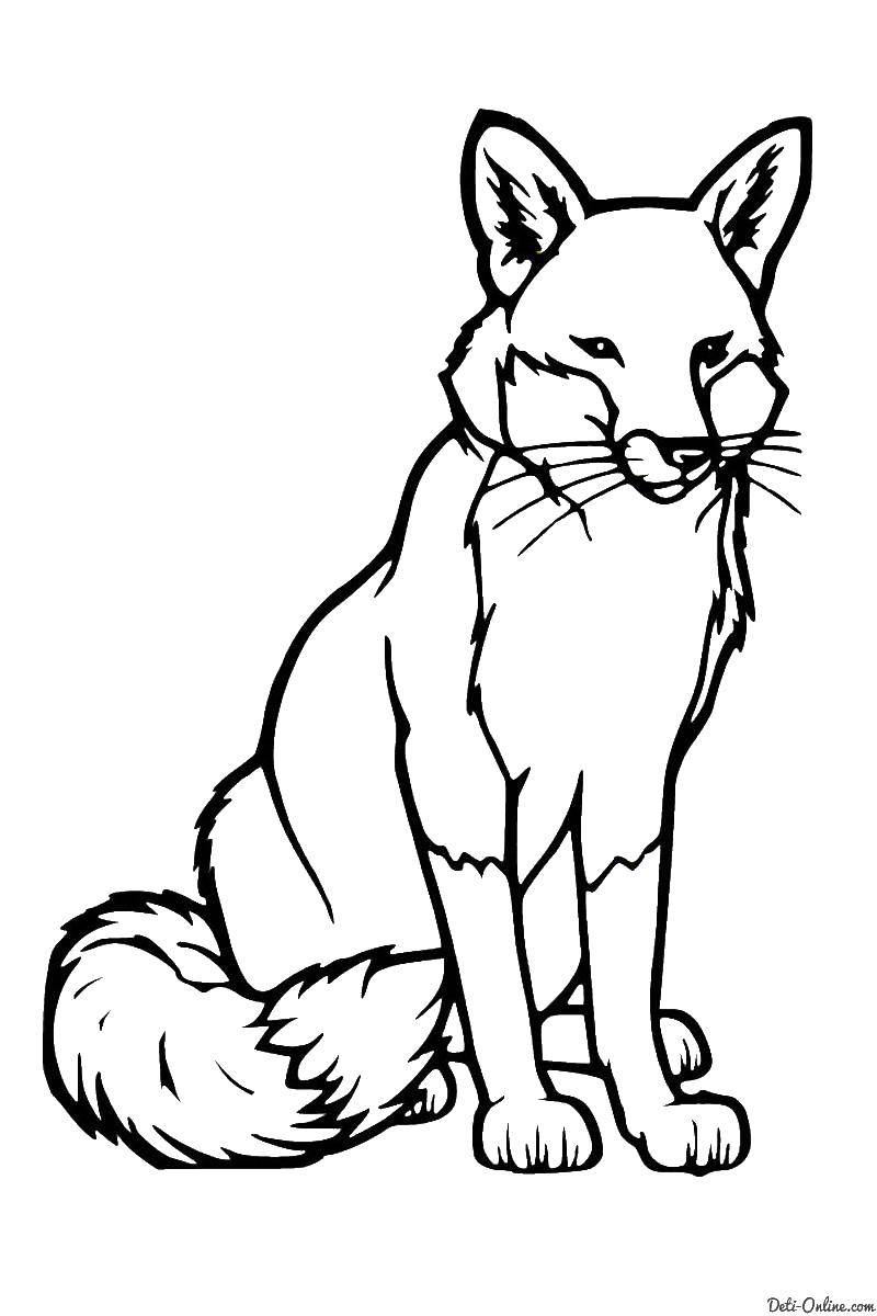 Coloring Fox. Category wild animals. Tags:  Fox, foxes.