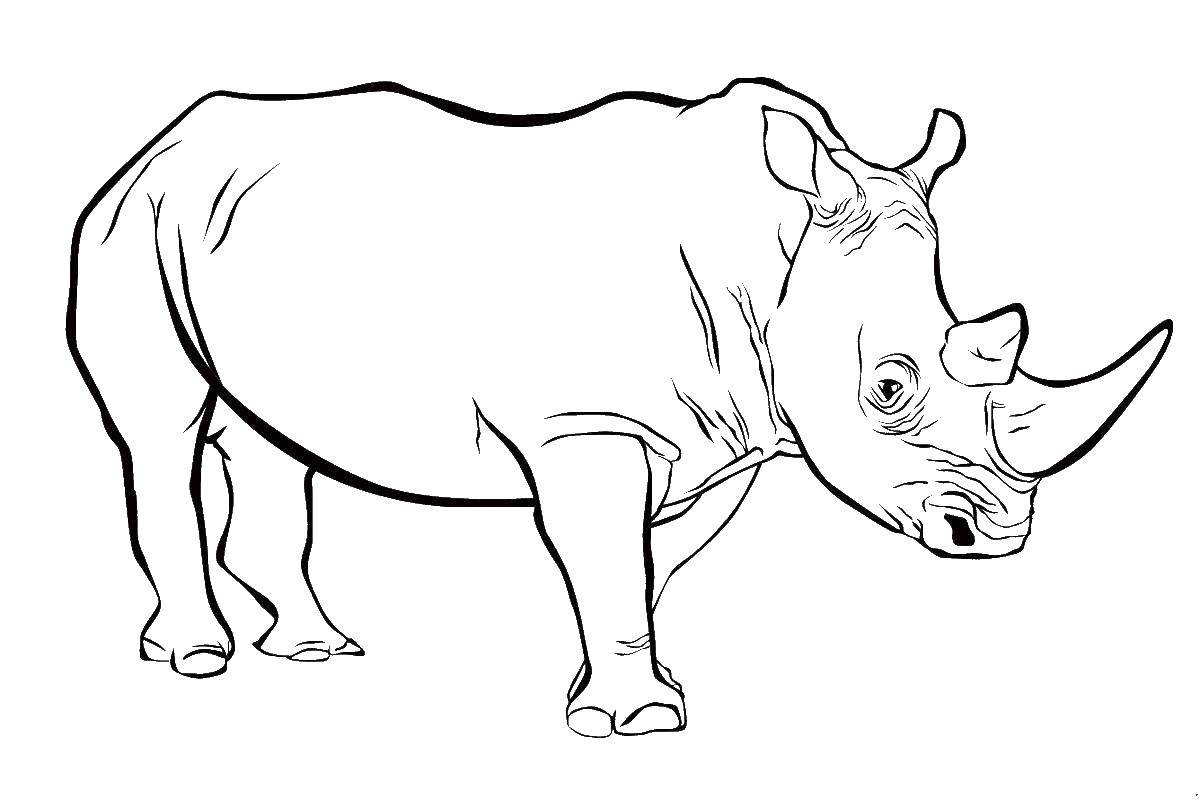 Coloring Rhino. Category wild animals. Tags:  Rhino.