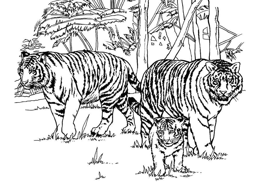 Название: Раскраска Семья тигров. Категория: дикие животные. Теги: тигр.