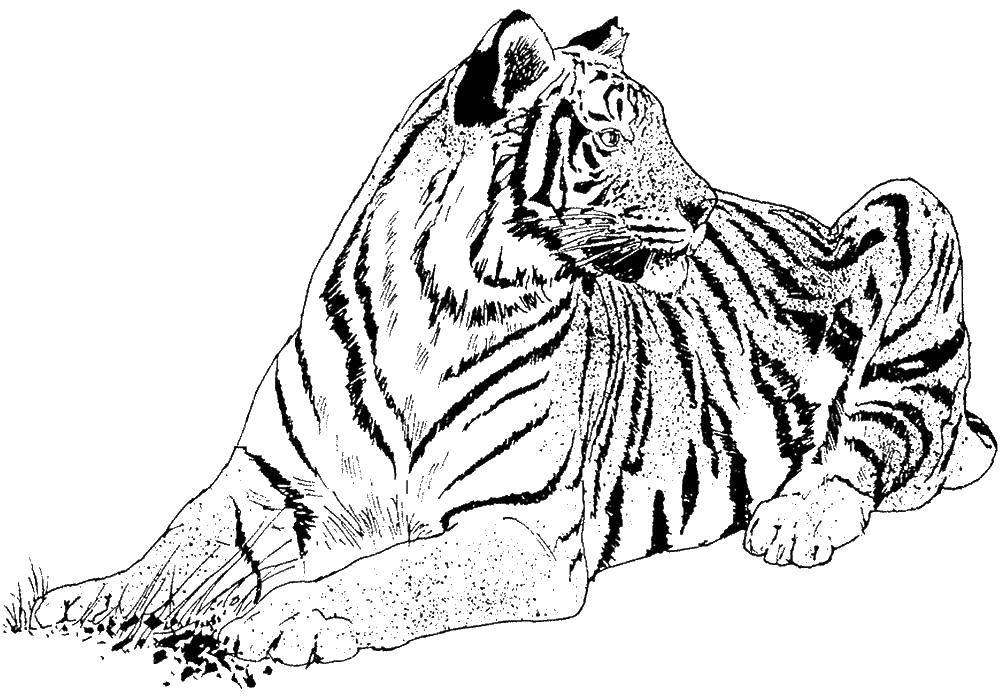 Название: Раскраска Тигр. Категория: дикие животные. Теги: тигр.