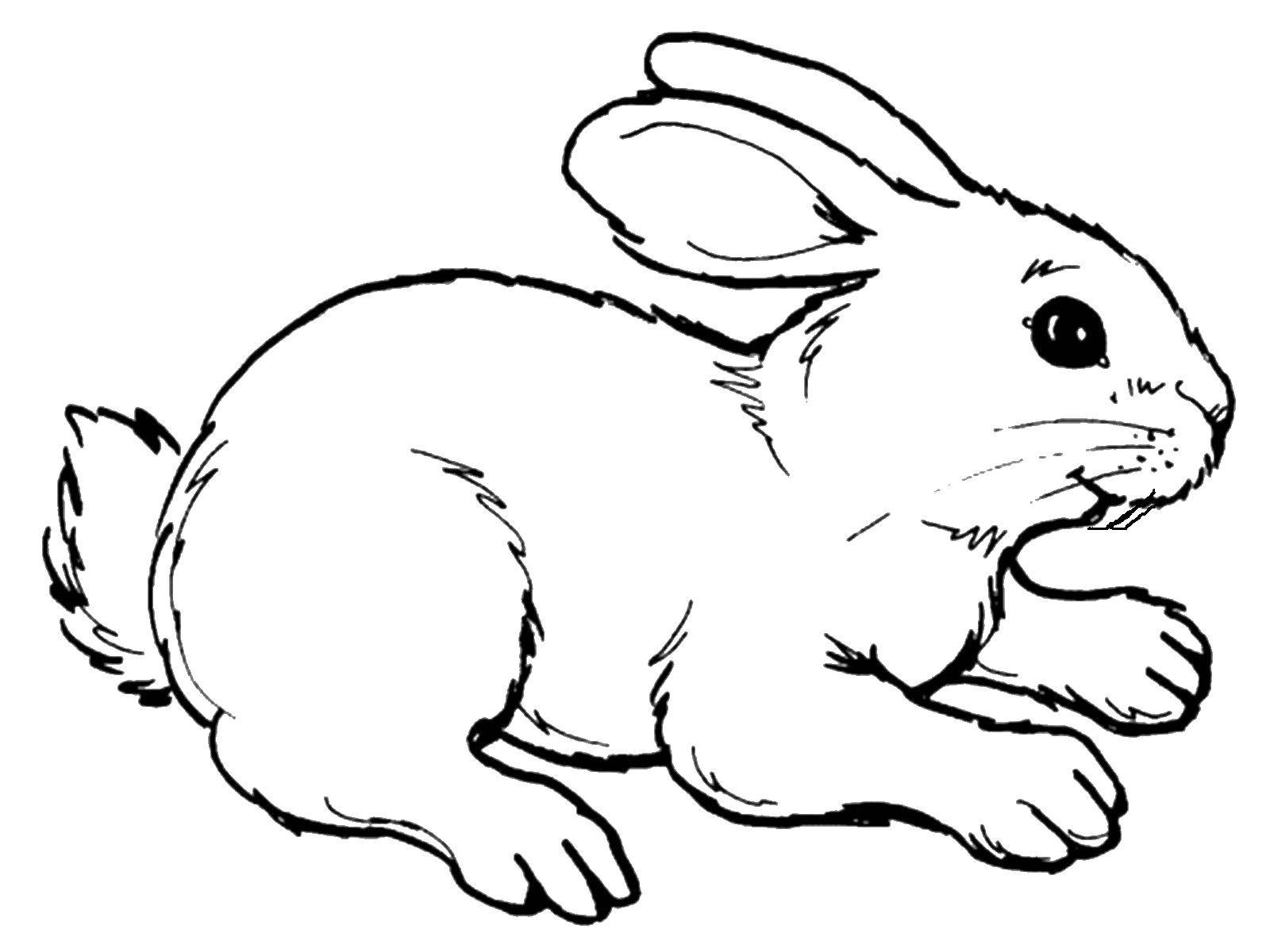 Название: Раскраска Заяц. Категория: дикие животные. Теги: заяц, кролик.
