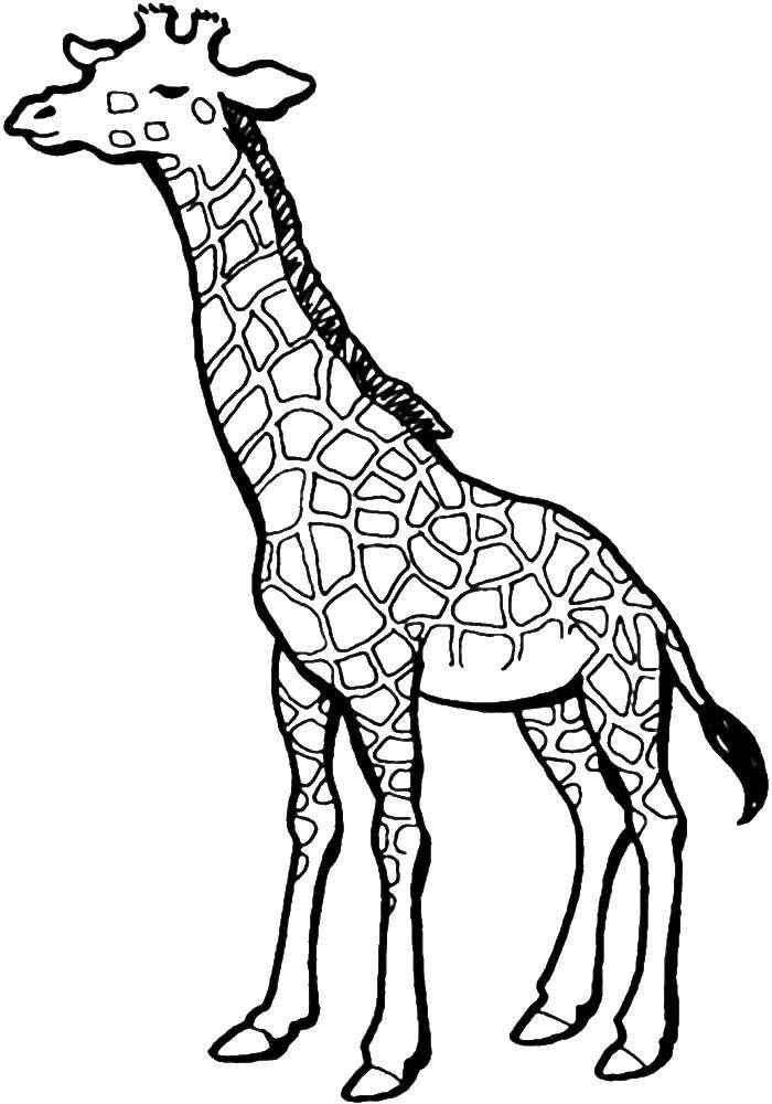 Название: Раскраска Жираф. Категория: дикие животные. Теги: Жираф.