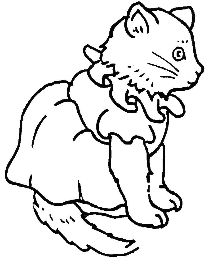 Coloring Kitty. Category seals. Tags:  Animals, kitten.