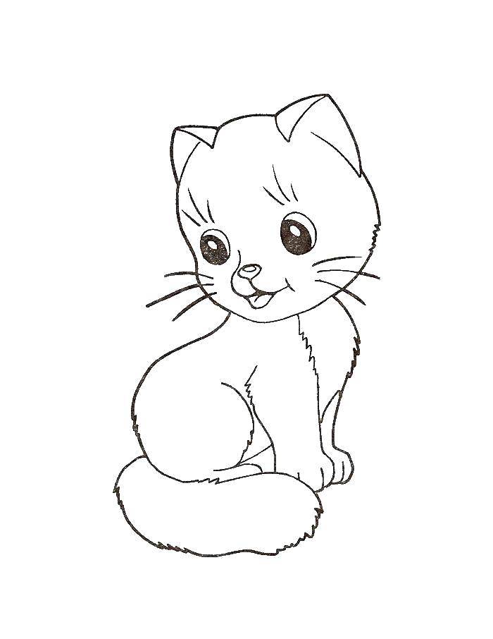 Название: Раскраска Котёнок. Категория: котики. Теги: Животные, котёнок.