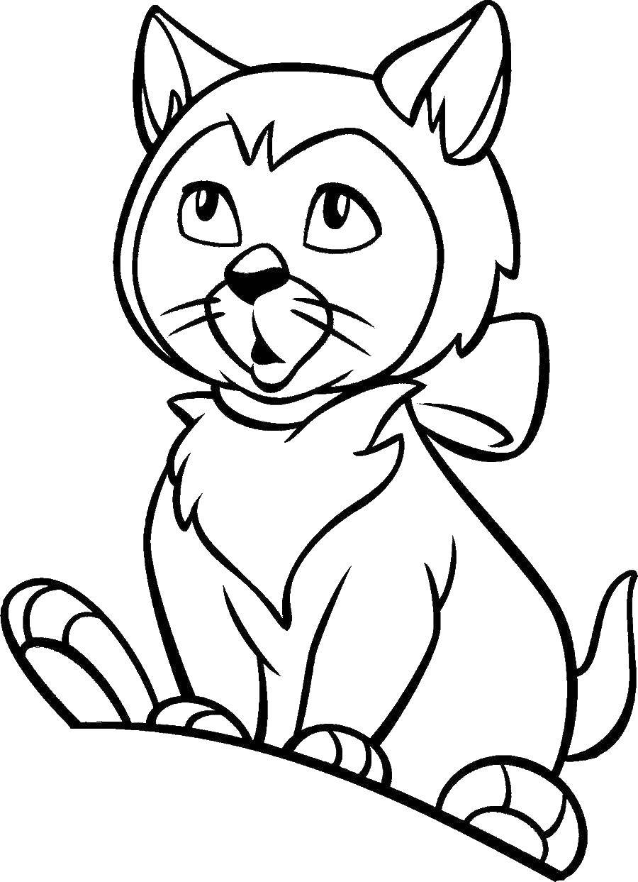 Coloring Kitty. Category seals. Tags:  Animals, kitten.