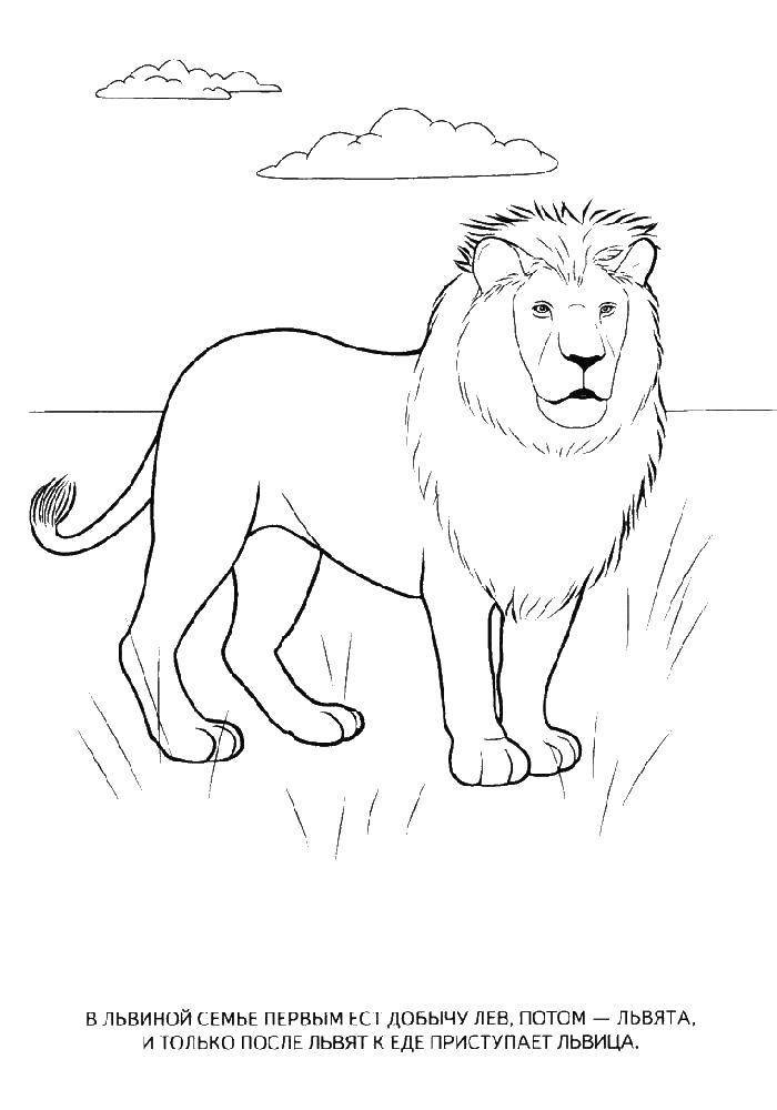 Coloring Leo. Category wild animals. Tags:  lion.