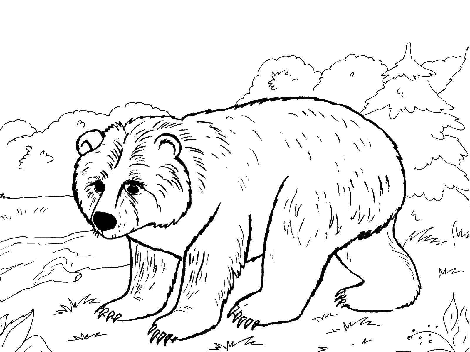Coloring Bear. Category wild animals. Tags:  bear.