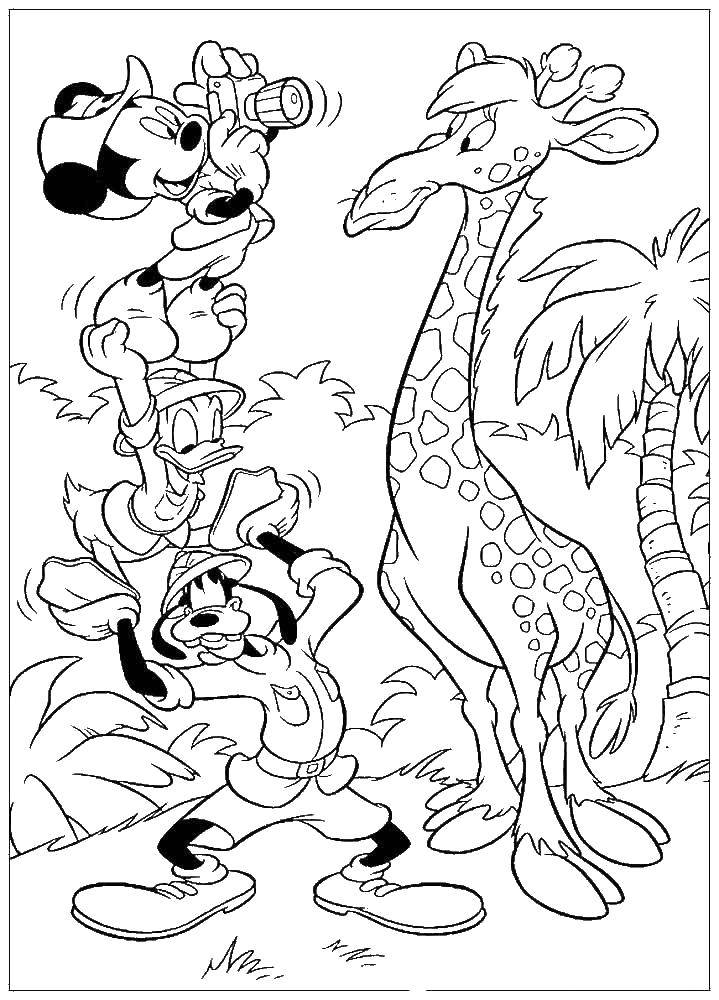 Название: Раскраска Микки, дональд и гуфи снимают жирафа. Категория: Диснеевские мультфильмы. Теги: Дисней, Микки Маус, Дональд Дак, Гуфи.