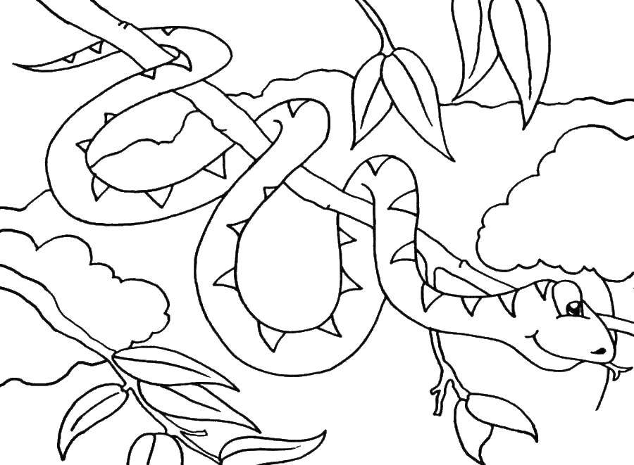 Coloring Snake. Category wild animals. Tags:  the snake.