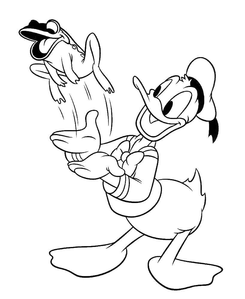 Coloring Donald plays with a frog. Category Mickey mouse. Tags:  Disney, Ducktales, Donald Duck.