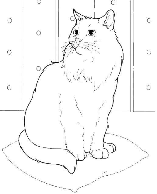 Coloring Cat. Category Pets allowed. Tags:  cat, cat.