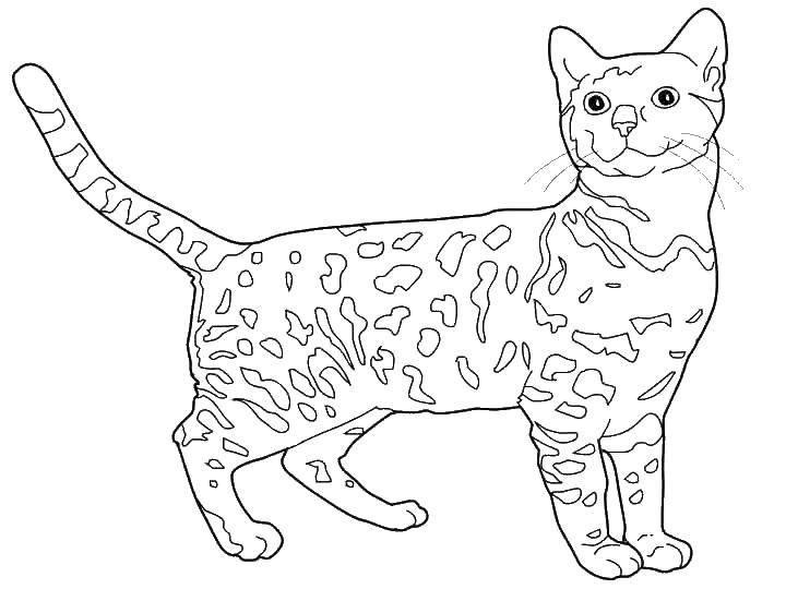 Coloring Cat. Category Pets allowed. Tags:  cat, cat.
