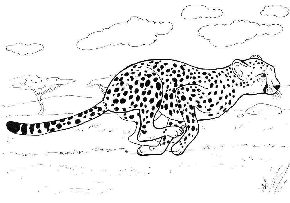 Coloring Leopard. Category wild animals. Tags:  leopard.