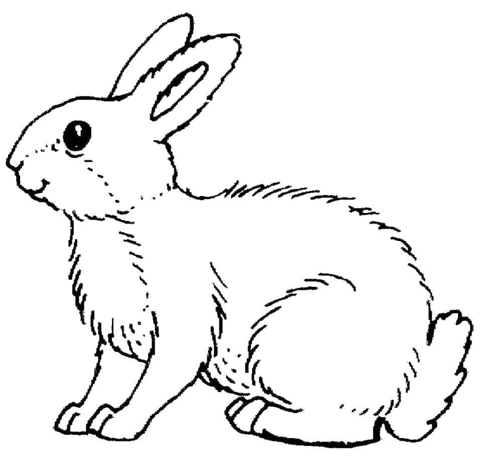 Название: Раскраска Заяц. Категория: дикие животные. Теги: кролик, заяц.