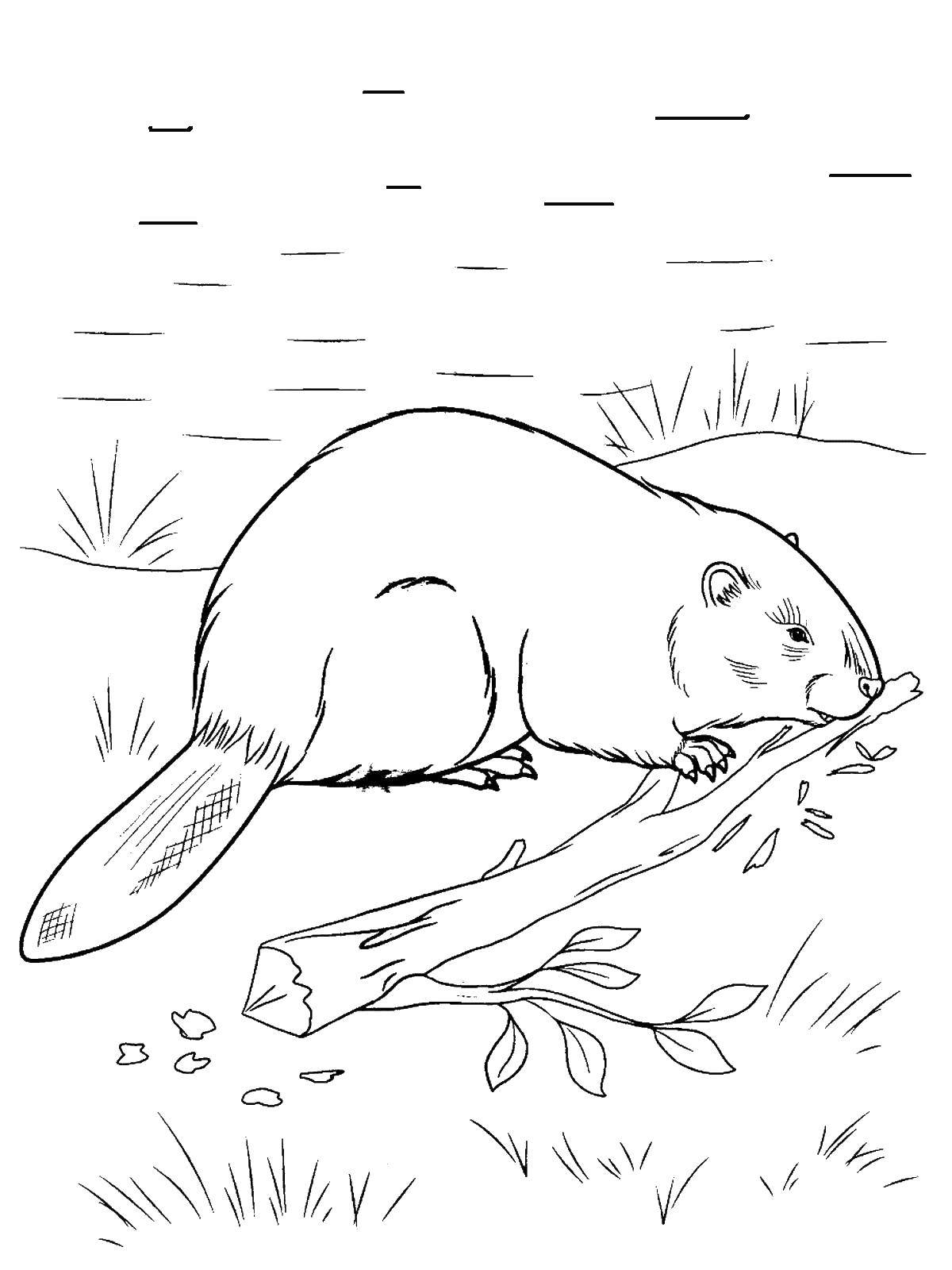 Coloring Beaver. Category wild animals. Tags:  beaver.