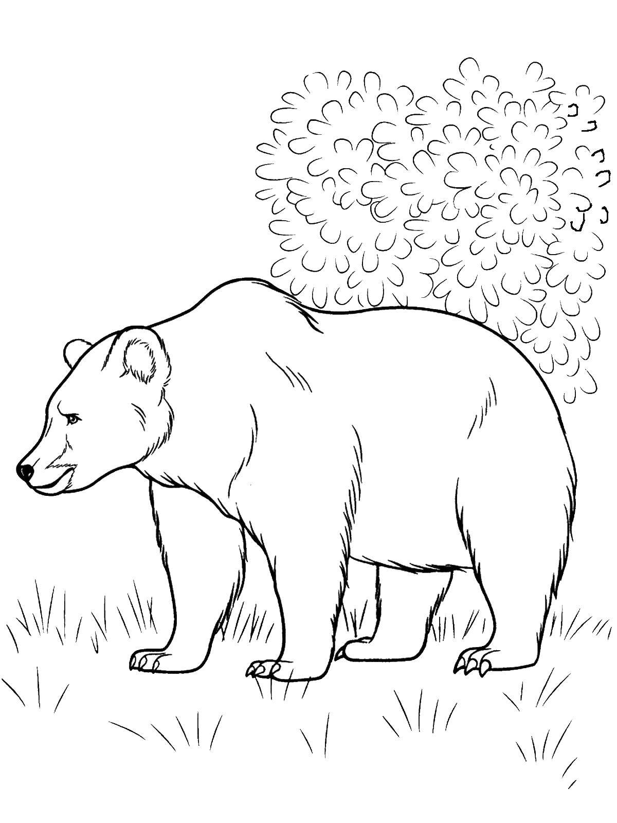 Coloring Bear. Category wild animals. Tags:  bears .
