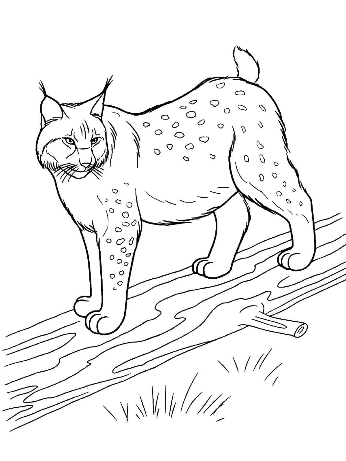 Coloring Lynx. Category wild animals. Tags:  lynx.