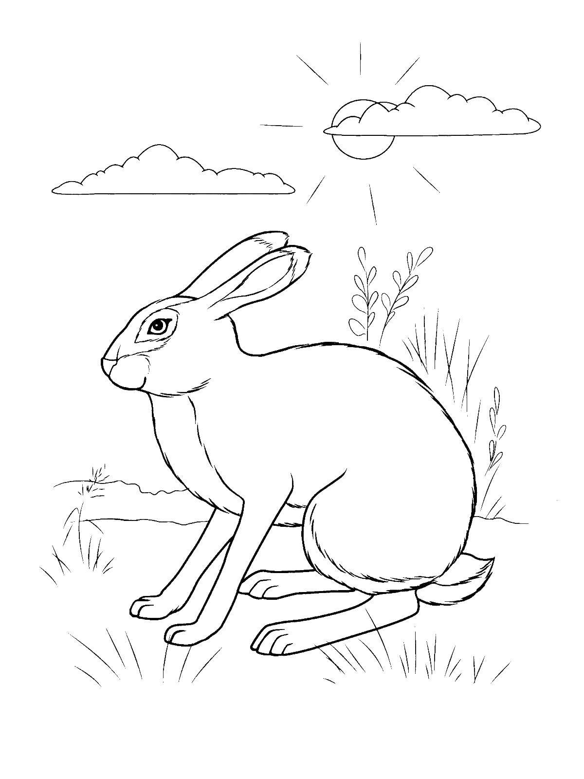 Название: Раскраска Кролик. Категория: дикие животные. Теги: кролик, заяц.