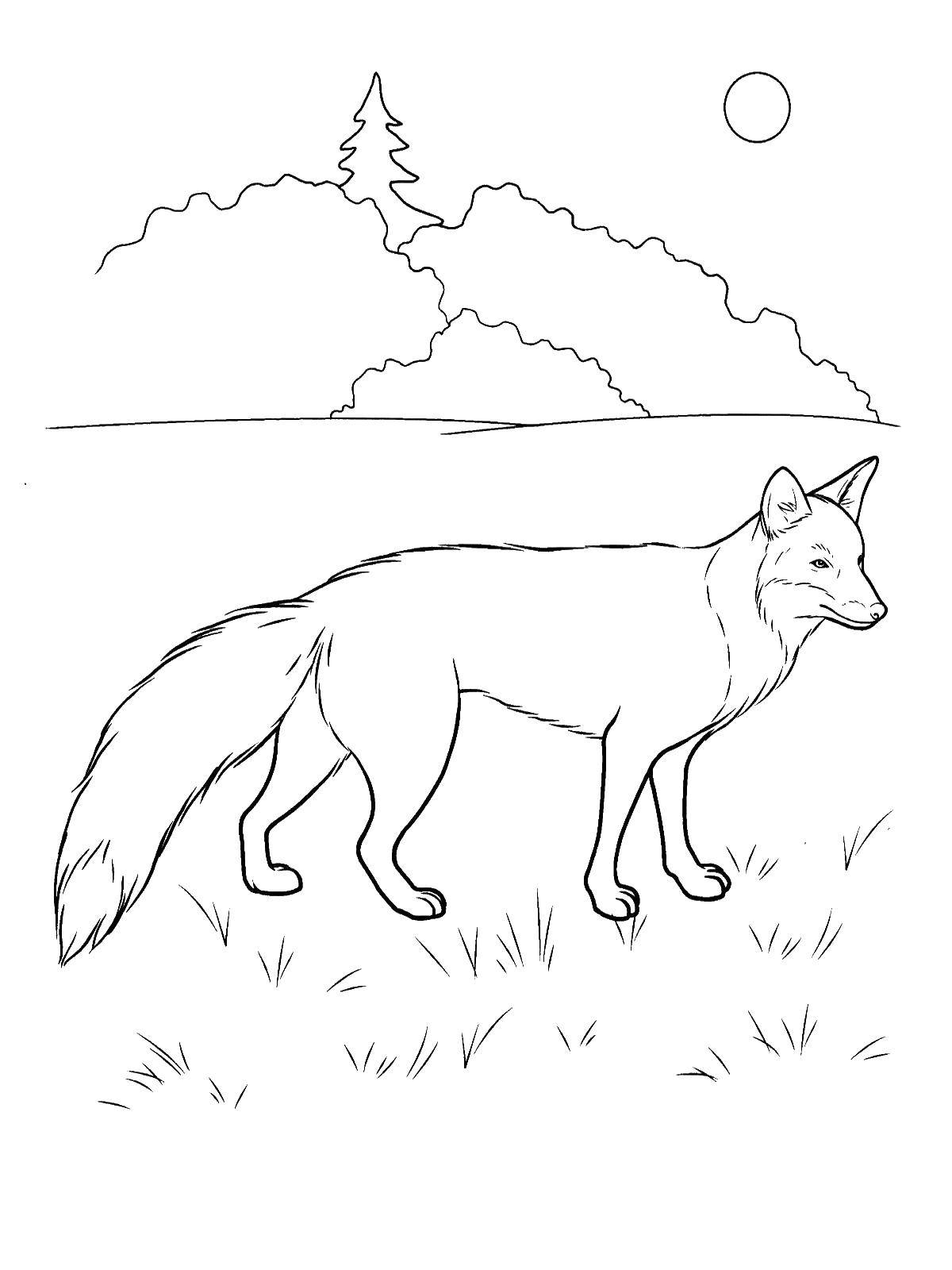 Coloring Fox. Category wild animals. Tags:  Fox, foxes.