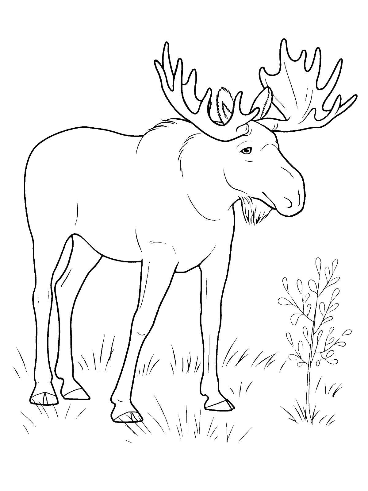 Coloring Moose. Category wild animals. Tags:  Elk.