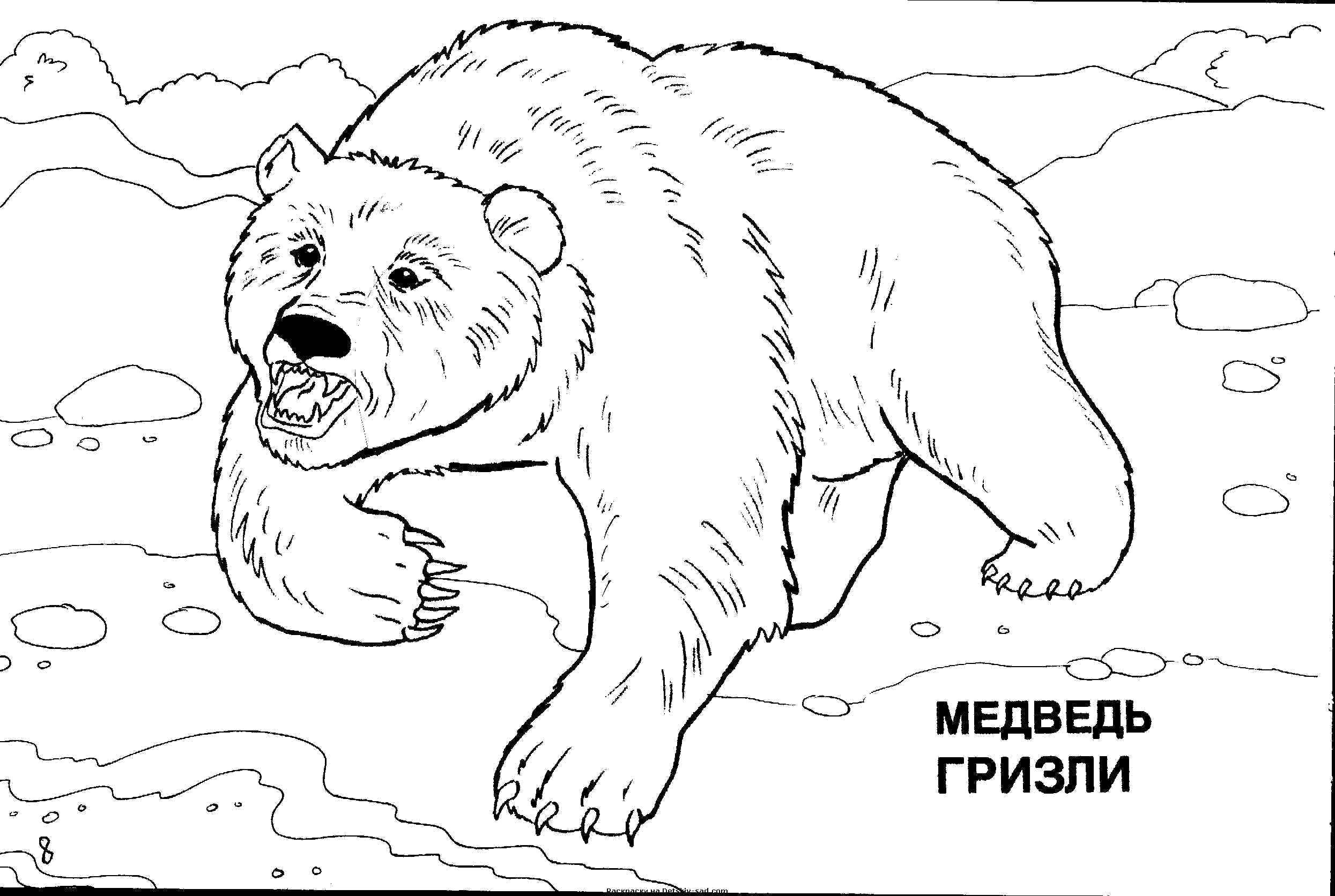 Coloring Grizzly bear. Category wild animals. Tags:  Animals, bear.