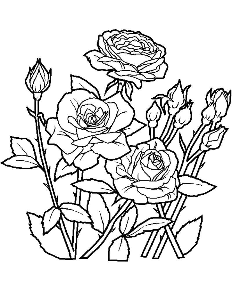Coloring Roses with thorns. Category flowers. Tags:  Flowers, roses.