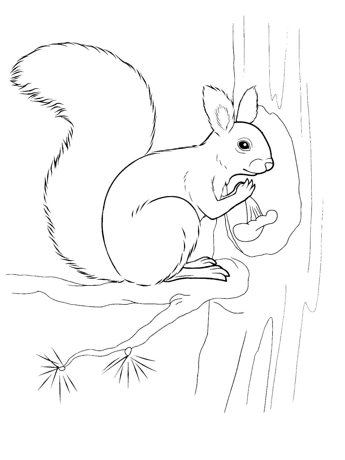 Coloring Squirrel gathers mushrooms. Category wild animals. Tags:  protein .