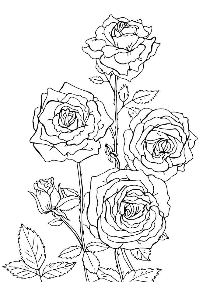 Название: Раскраска Чудесные розы. Категория: цветы. Теги: Цветы, розы.