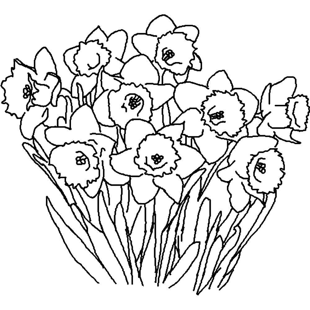 Coloring Many daffodils. Category flowers. Tags:  Flowers, Narcissus.