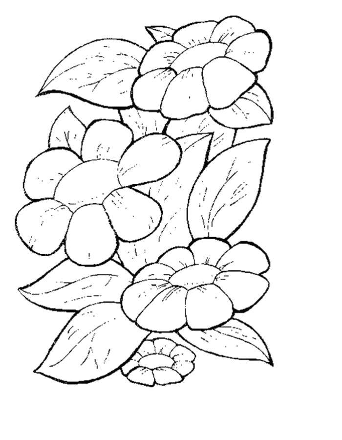 Coloring Flowers. Category flowers. Tags:  Flowers.