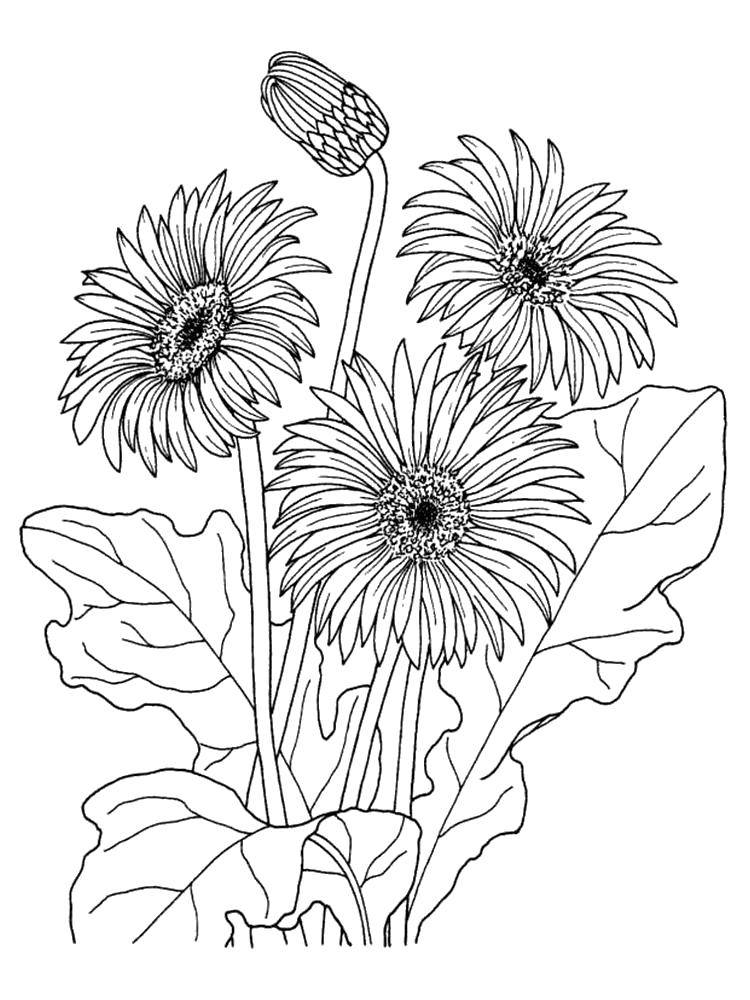 Coloring Flowers. Category flowers. Tags:  Flowers.