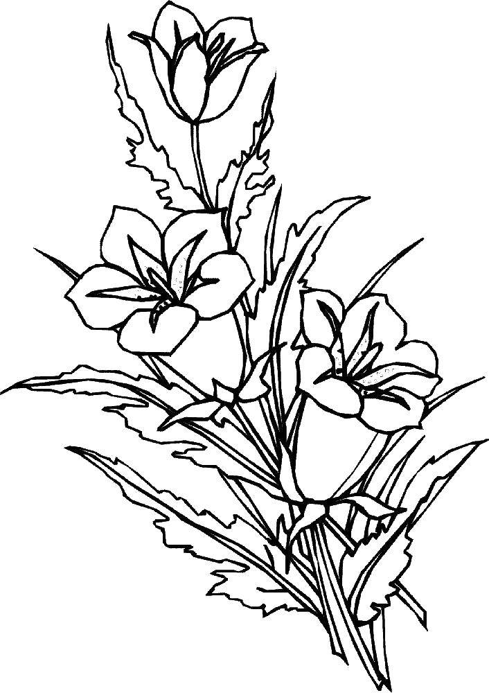 Coloring Tyulpanyi. Category flowers. Tags:  Flowers, tulips.