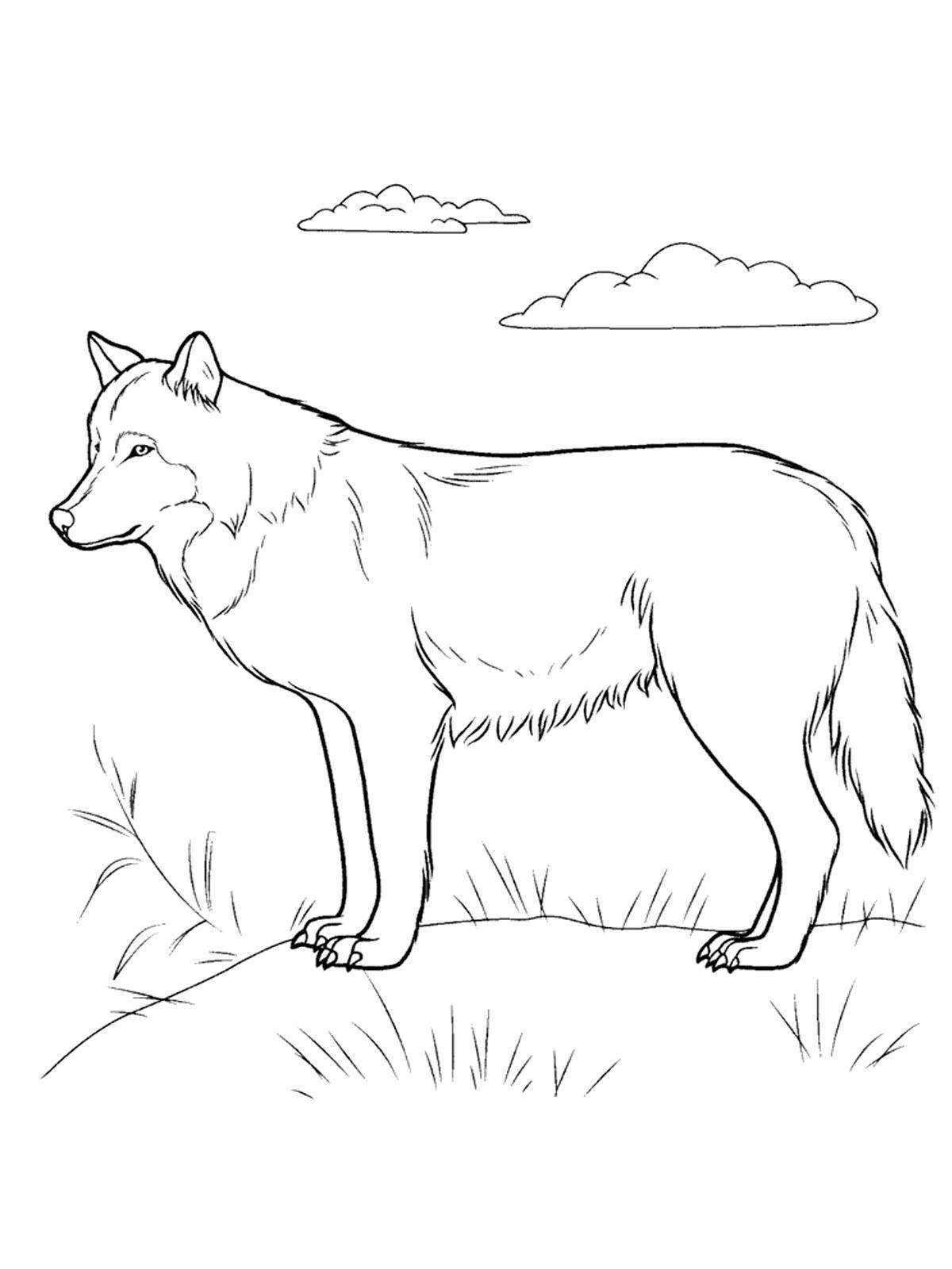 Coloring Wolf. Category wild animals. Tags:  wolf.