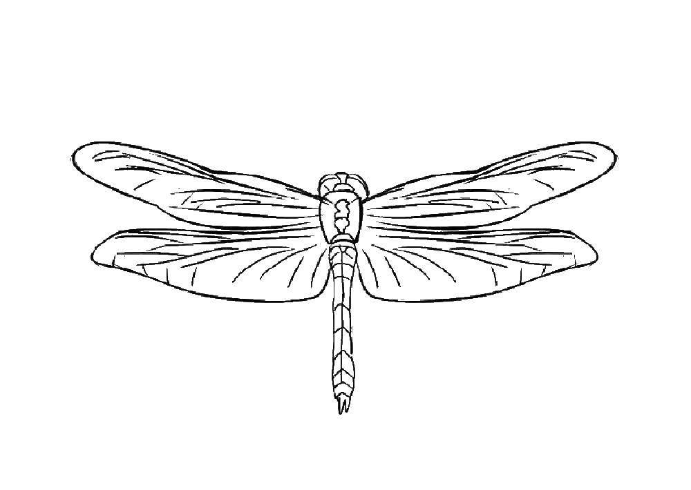 Coloring Dragonfly. Category Animals. Tags:  dragonfly.