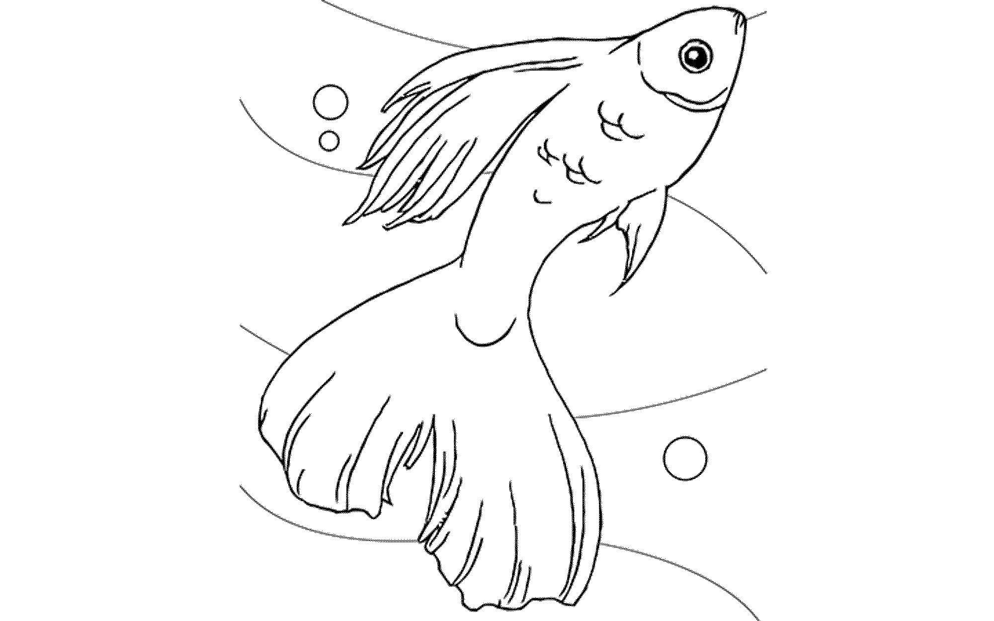 Название: Раскраска Красивая золотая рыбка. Категория: рыбы. Теги: Подводный мир, золотая рыбка.