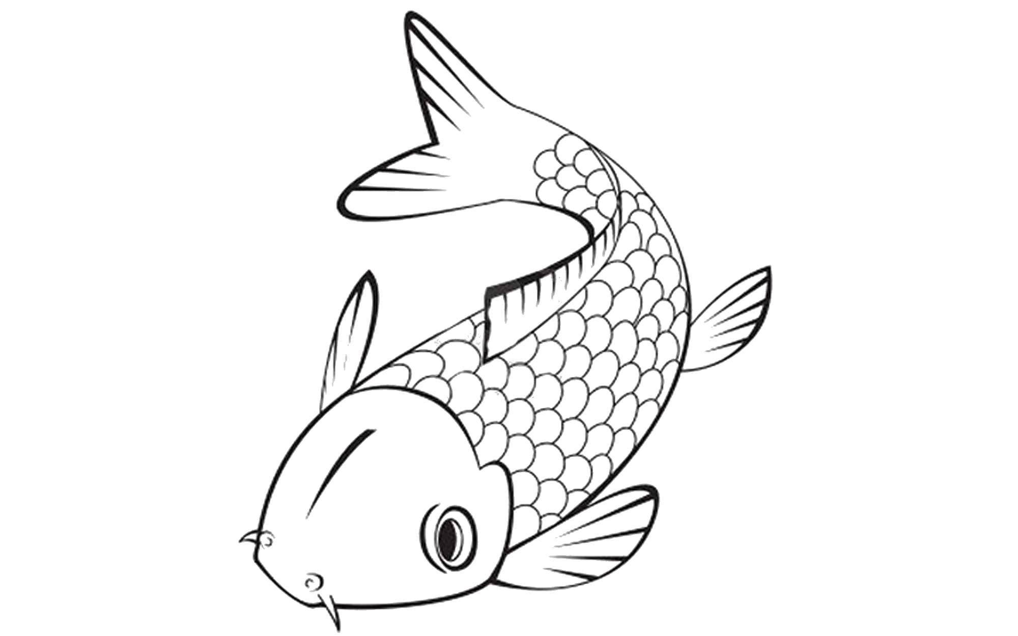 Название: Раскраска Сомик. Категория: рыбы. Теги: Подводный мир, рыба, сом.