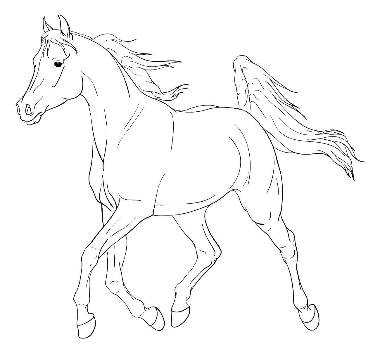 Coloring Horse. Category Animals. Tags:  Animals, horse.