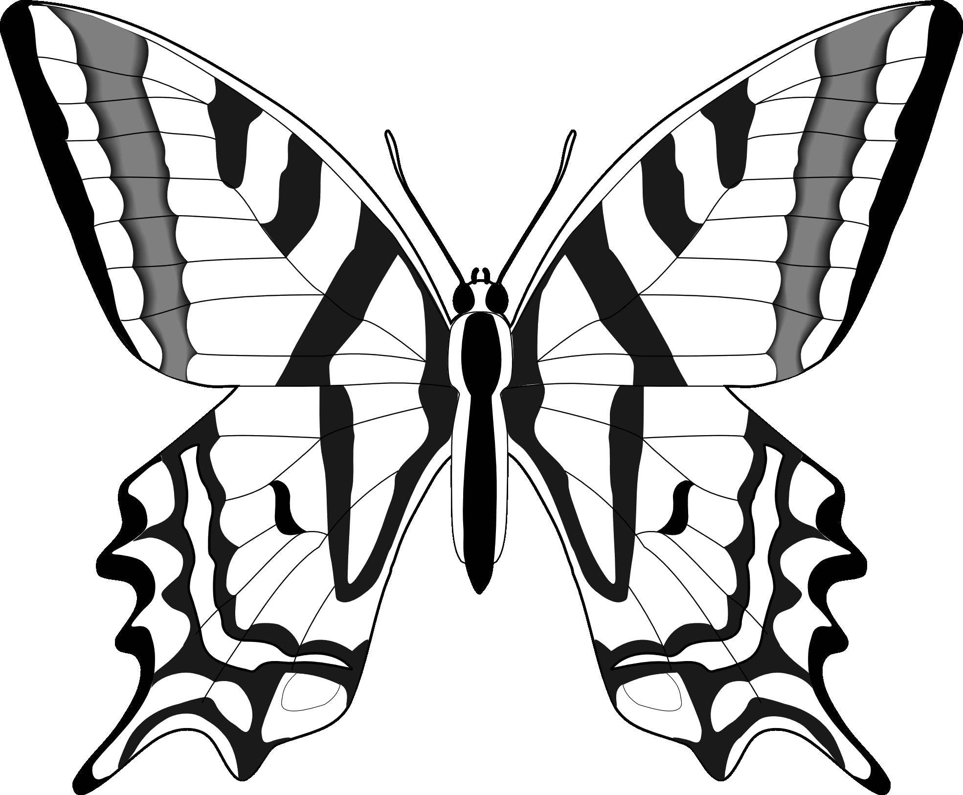 Coloring Butterfly with beautiful wings. Category butterflies. Tags:  Butterfly, wing.