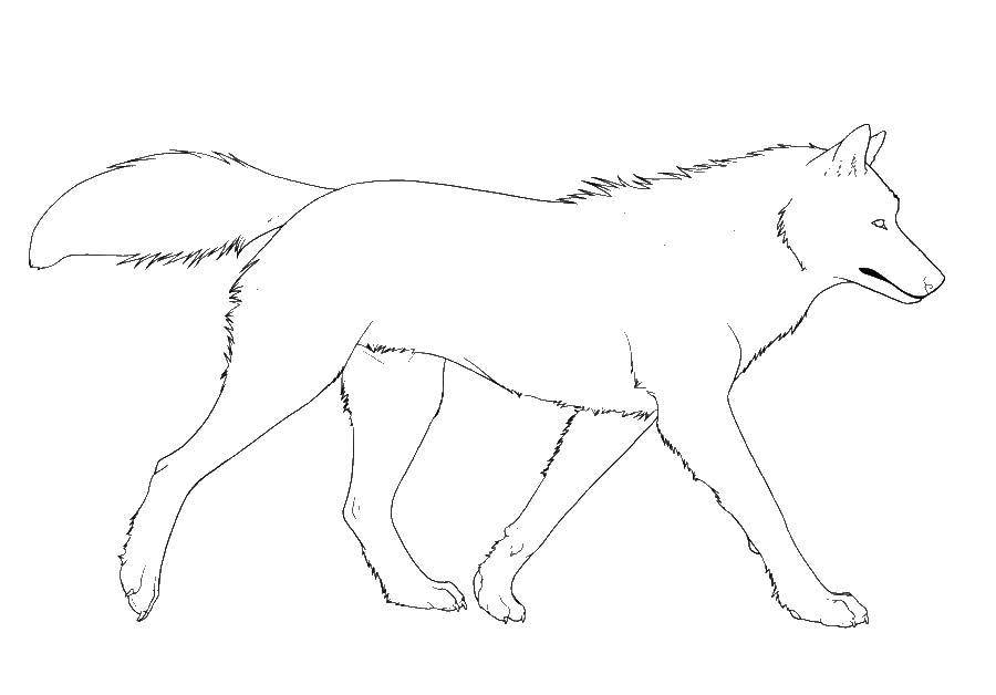 Название: Раскраска Контур волка. Категория: контур волка. Теги: Контур, волк.