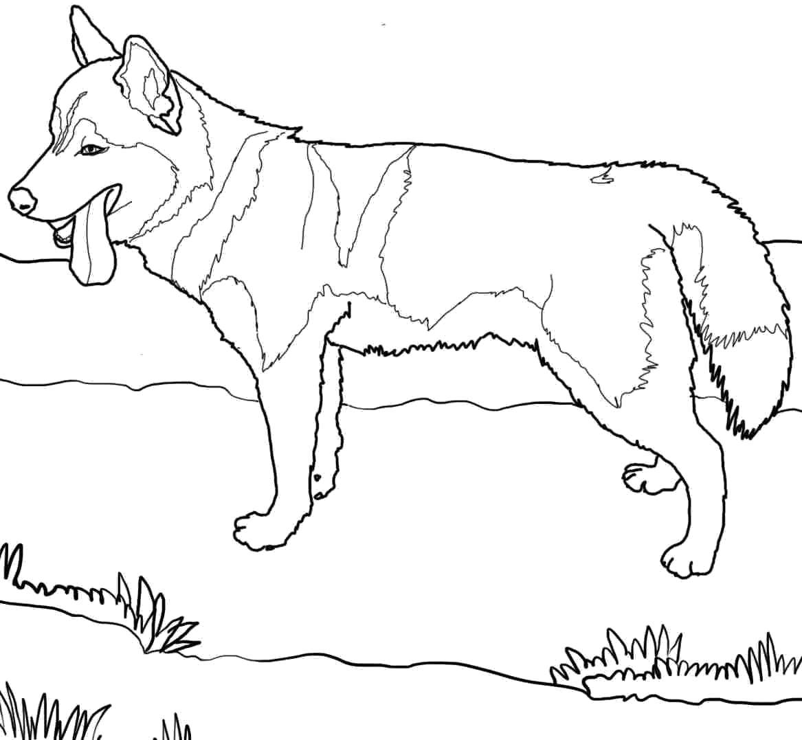 Coloring Dog. Category Animals. Tags:  Animals, dog.