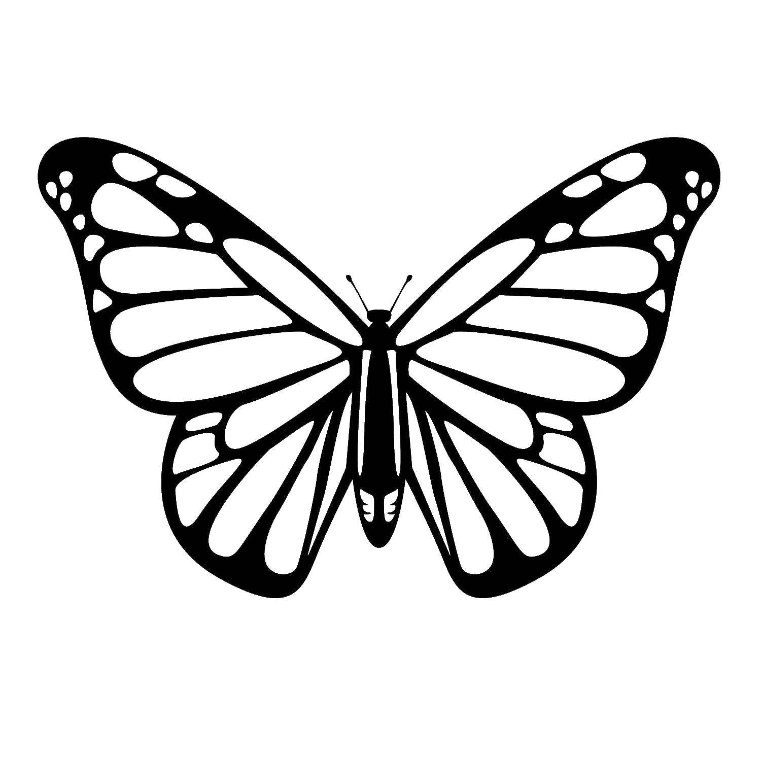 Название: Раскраска Силуэт бабочки. Категория: контуры для вырезания бабочек. Теги: Контур, бабочка.