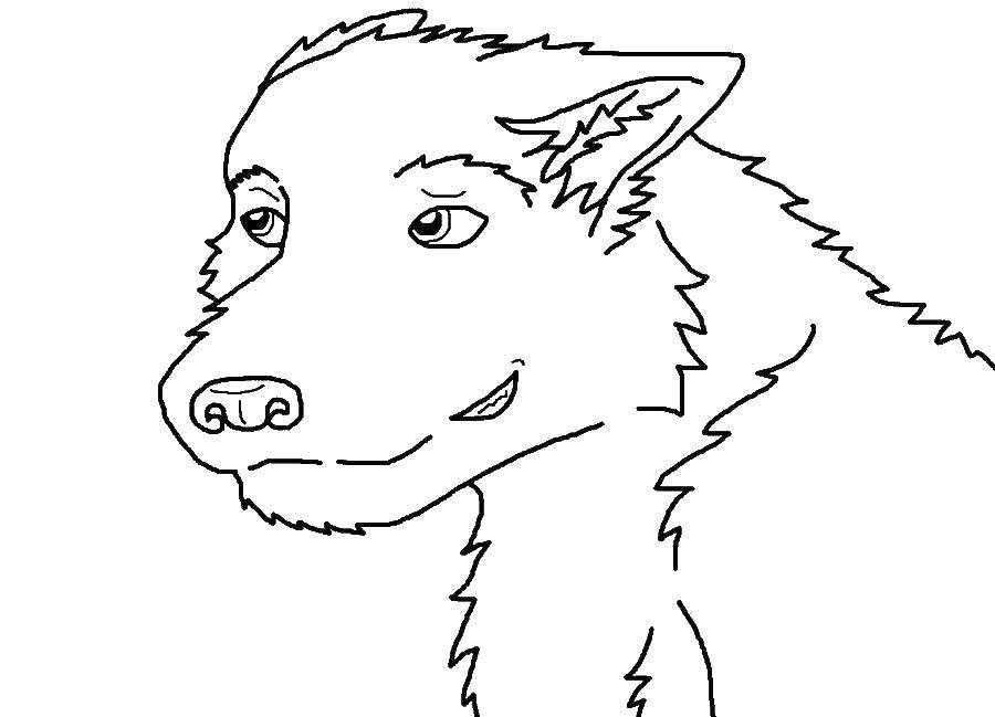 Coloring Wolf. Category Animals. Tags:  Animals, wolf.