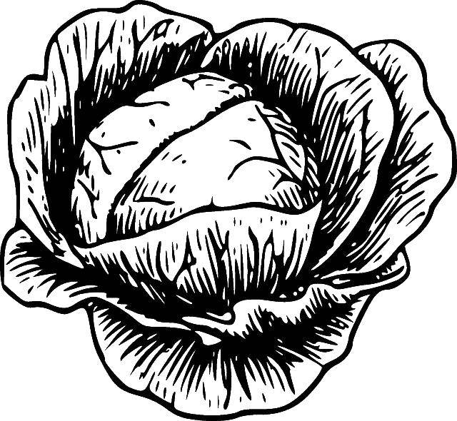 Coloring Cabbage. Category vegetables. Tags:  vegetables, cabbage.